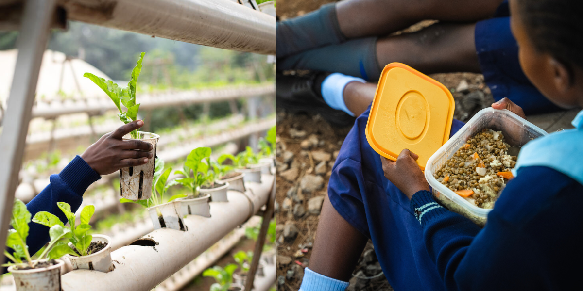 hand planting on Hydroponic system alongside a pupils eating food from a dish school feeding concept | Java Foundation school hydroponic farming initiative