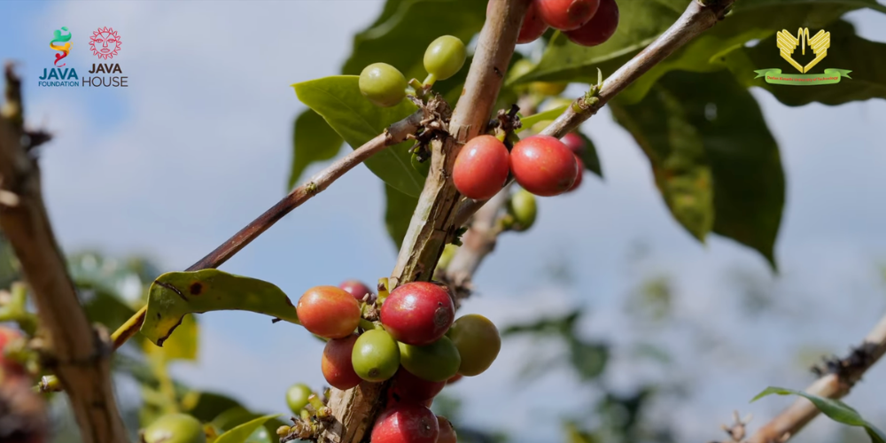 Investing in Young Coffee Professionals Is the Future of Kenyan Coffee